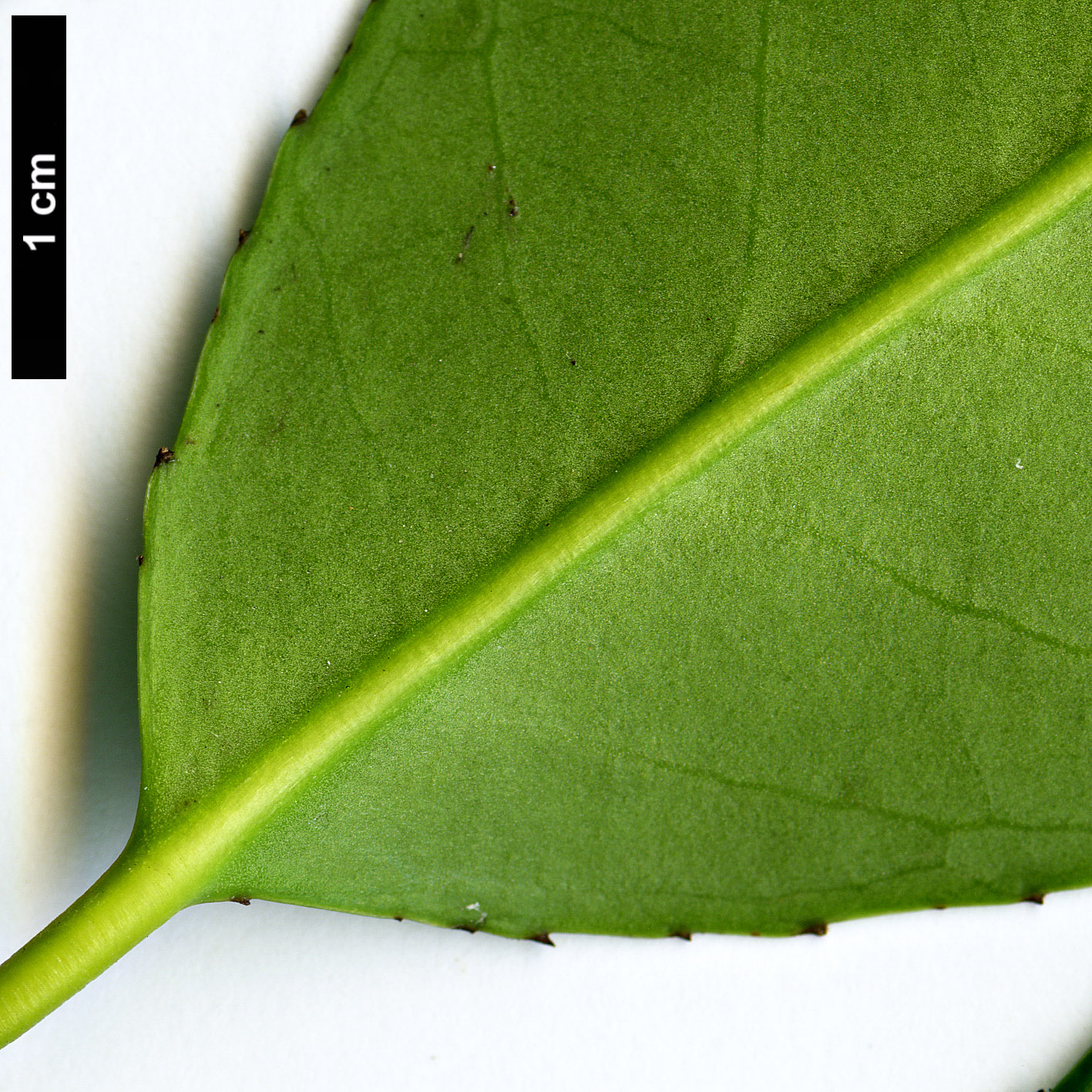 High resolution image: Family: Aquifoliaceae - Genus: Ilex - Taxon: fargesii - SpeciesSub: subsp. melanotricha